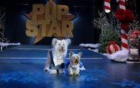 Puppy Star Christmas (2018) Кадр 4