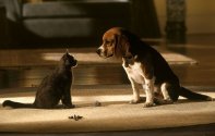 Кошки против собак (2001) Кадр 1