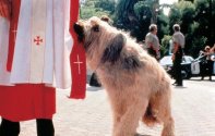 Главная собака (1995) Кадр 2