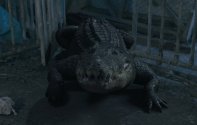 Крокодилья месть (2022) Кадр 1